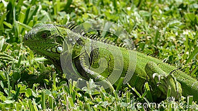 Green Iguana Stock Photo