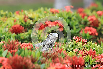 Green Iguana in the bushes of Aruba Stock Photo