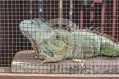 Green Iguana In Captivity Stock Photo