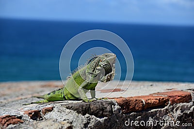 Green Iguana in the caribbean Stock Photo