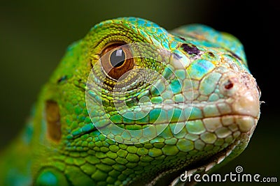 Green Iguana Closeup Stock Photo