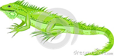 Green iguana Stock Photo