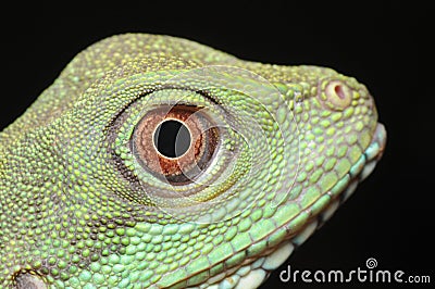 Green iguana eye Stock Photo