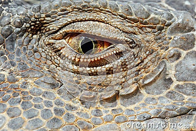 Green iguana eye Stock Photo