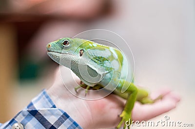 Green Iguana in hand Stock Photo