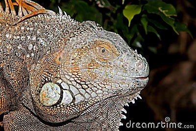GREEN IGUANA iguana iguana, HEAD CLOSE-UP OF ADULT Stock Photo