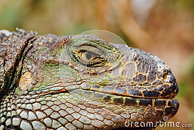 Green iguana head, Tenerife, Spain Stock Photo