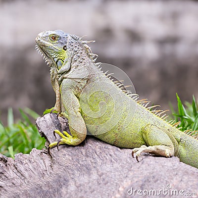 Green iguana Stock Photo