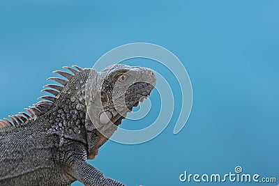 Green Iguana (Iguana iguana) Stock Photo