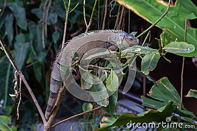 A Green Iguana Iguana iguana hangs out on a tree branch in the rainforest showing off its full length body and lengthy tail Stock Photo