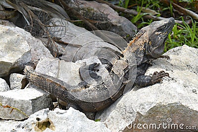 Green iguana Iguana iguana Iguanidae family, reptil tropical, large lizard Stock Photo