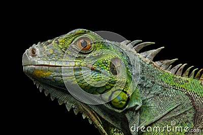 Green iguana isolated on black background Stock Photo