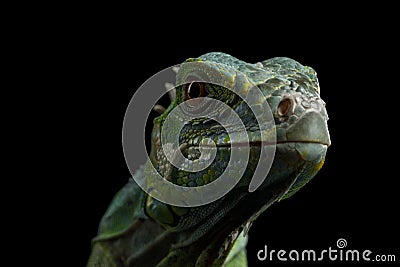 Green iguana isolated on black background Stock Photo