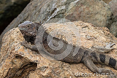 Green iguana laying on rock. Stock Photo