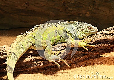 Green iguana Stock Photo