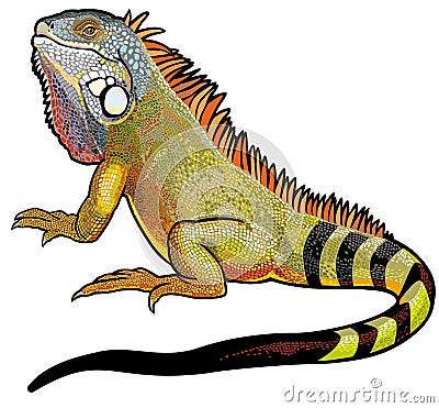 Green iguana Vector Illustration