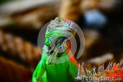 Green Iguana Stock Photo