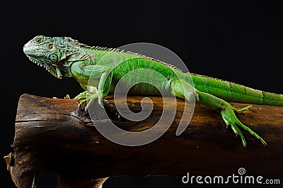 Green iguana poses at the chunk of wood Stock Photo
