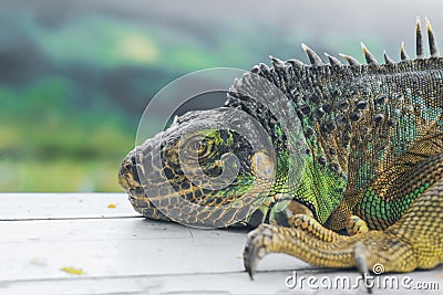 Green iguana profile detail with green background. Lizard`s head close-up view. Small wild animal looks like a dragon. Stock Photo