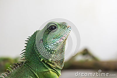 Green iguana profile detail. Lizard`s head close-up view. Small wild animal looks like a dragon Stock Photo