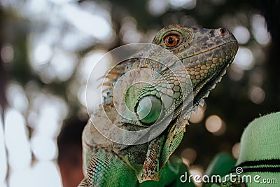Green iguana red ayes on shoulder Stock Photo