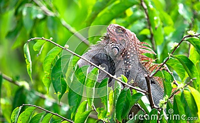 Green iguana Iguana iguana Stock Photo