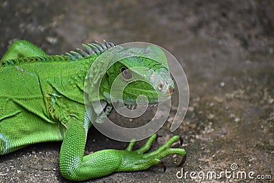 Green Iguana Portrait Stock Photo