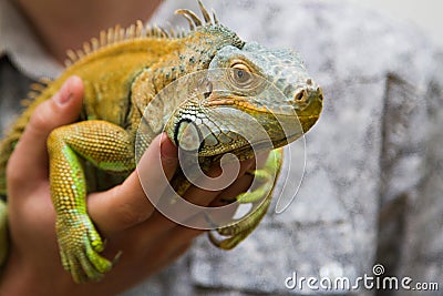 Green iguana Stock Photo