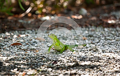 Green Iguana in the sun Stock Photo