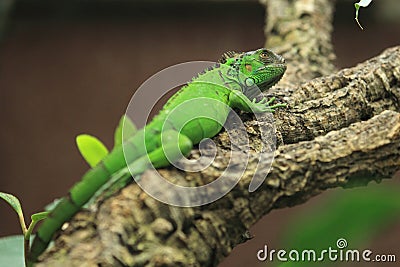 Green iguana Stock Photo