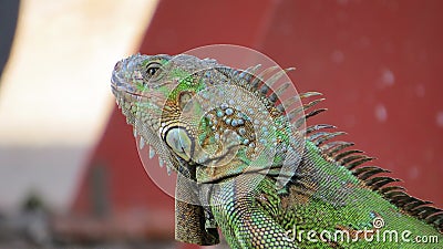 The green iguana in Tropic Stock Photo