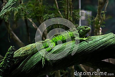 Green iguana Stock Photo