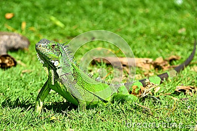 Green IguanaIguana iguana Stock Photo