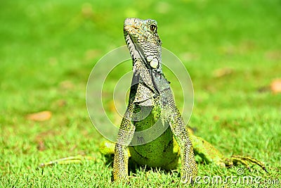 Green IguanaIguana iguana Stock Photo