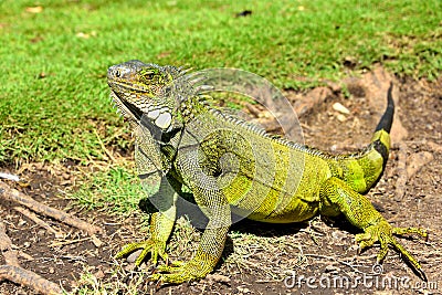 Green IguanaIguana iguana Stock Photo