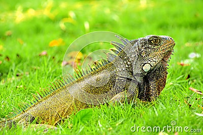 Green IguanaIguana iguana Stock Photo