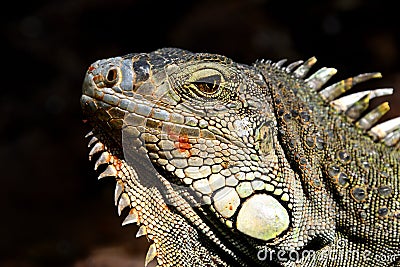 Green IguanaIguana iguana Stock Photo