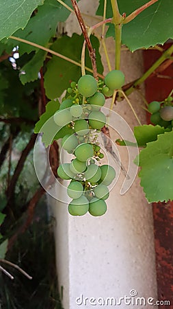 Green and immature grappes in garden Stock Photo