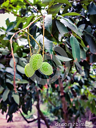 Green immature lychee fruit Stock Photo