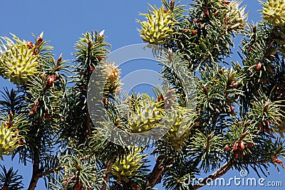 Pseudotsuga Macrocarpa Ovulate Cone - San Rafael Mtns - 042822 Stock Photo