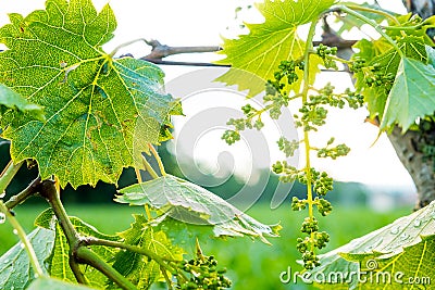 Green immature wine grapes on plants in summer at sunset Stock Photo