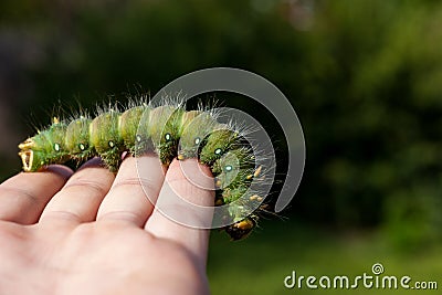 Imperial Moth caterpillar on a branch Stock Photo
