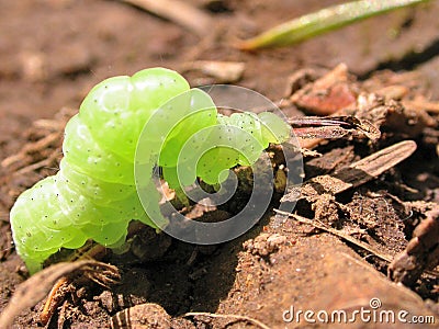 Green inch Worm Stock Photo