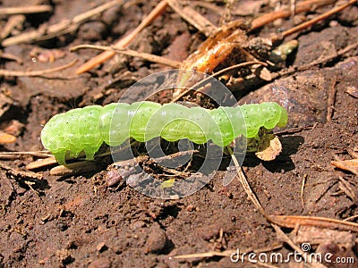 Green Inch Worm Stock Photo