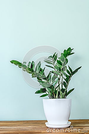 Green indoor plant Zamioculcas zamiifolia in a White flower pot. Juicy, green branches of Zamioculcas zamiifolia in a Stock Photo