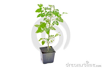 Green indoor tomatoes in the plastic pot Stock Photo