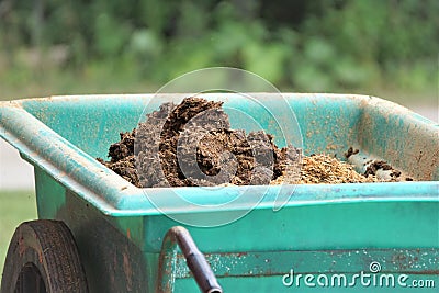 Wheelbarrow of manure Stock Photo