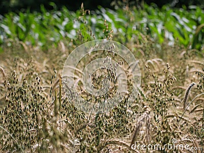 Green inflorescence of the oat latin name: Avena sativa Stock Photo