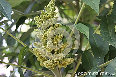 Green inflorescence of an ornamental plant on a background of green leaves Stock Photo