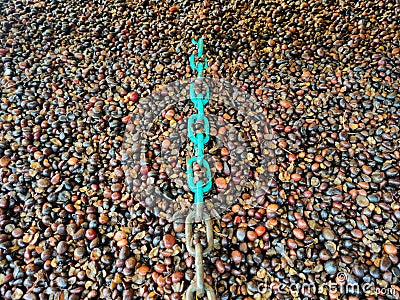 The green iron chain is in a pile of kernal seeds Stock Photo